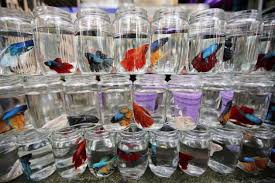 Wadah atau kolam untuk membesarkan ikan cupang. Cara Beternak Ikan Cupang Untuk Pemula Beternakpedia Belajar Beternak