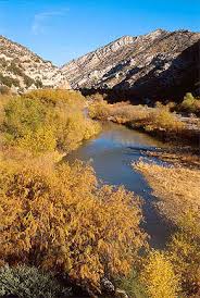 City officials want to remove the trees. The Thirsty Tree Terrain Org