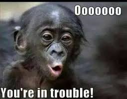These are the most awesome clean jokes and puns you'll find. 25 Funny Monkey Memes You Ll Totally Fall In Love With Sayingimages Com