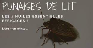 Check spelling or type a new query. Les Huiles Essentielles Contre Les Punaises De Lit