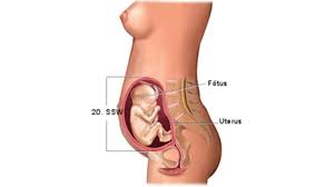Ssw entwicklungen des babys ab der ssw und im 2. Pin Auf Schwangerschaft