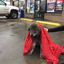 Dog Abandoned In Rain Is Too Scared To Even Move The Dodo Dogs Animal Shelters Near Me Dog Store