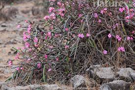 Image result for Adenium oleifolium