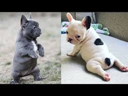 Young french bulldog is posing. Funny And Cute French Bulldog Puppies Compilation 2 Cutest French Bulldog Youtube