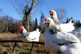 We did not find results for: Light Sussex Chicken Canada Grade Eh Farms