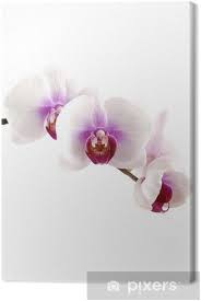 Esta flor es una de las más lindas para regalar e incluso para tener en el hogar. Cuadro En Lienzo Las Orquideas Hermosas Phalaenopsis Aislados En Blanco Pixers Vivimos Para Cambiar