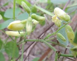 Image result for Rhynchosia divaricata