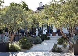 Image Result For Olive Tree Landscape Plan Olive Trees Landscape Modern Landscaping Landscape Design