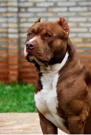 The Truth About Pit Bulls Myths Vs Facts Dogs Pitbulls Pitbull Terrier