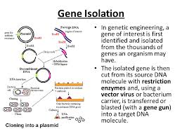 Definition Genetic Engineering Refers To The Scientific Process Of Manipulating Genetic Material It Involves Altering Replacing Or Transferring Genes Ppt Download