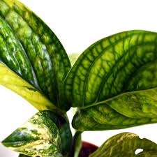 Variegated Monstera Karstenianum Variegated Plants Rare Plants Monstera