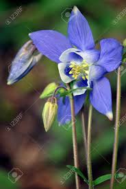 Colorado blue columbine, rocky mountain columbine. Colorado Blue Columbine Flower Aquilegia Caerulea Stock Photo Picture And Royalty Free Image Image 13510023