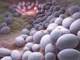 Candida Schnelltest Hefepilz Test Zum Nachweis Einer Pilzinfektion