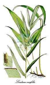 Image result for Lindsaea ensifolia