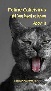 Feline Calicivirus All You Need To Know About It Feline Feline Panleukopenia Cat Sneezing