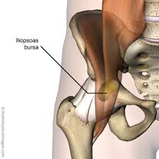 This group includes the adductor magnus, adductor longus, and adductor brevis muscles, as well as the pectineus and gracilis. Iliopsoas Bursitis Physiopedia
