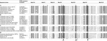 Compare the c major and a minor scales. Alignment Of Conserved Sequence Motifs I Ii Iii Iv V Vi And Vii Download Scientific Diagram