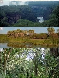 Image result for Faurea rubriflora