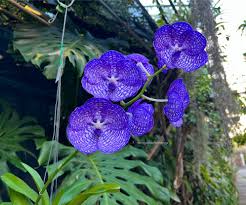 Image result for Vanda coerulea