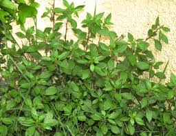 Image result for Parietaria