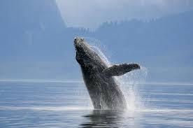 Weighing approximately 150 tons, it may attain a. The Blue Whale Genome Reveals The Animals Extraordinary Evolutionary History Eurekalert Science News