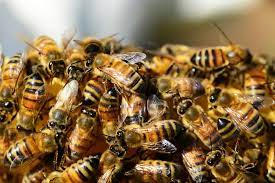 Where to Get Honey Bees: Buying Bees vs. Catching Your Own | The Old  Farmer's Almanac