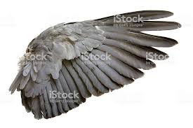 Grey Bird With Orange Wings Complete Wing Of Grey Bird Isolated On White Royalty Free Stock Photo Wings Bird Wings Bird