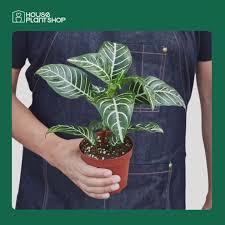 Image result for Aphelandra