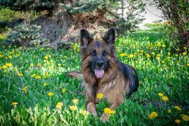 I have some solid black , black and tan, and some black and red. King Shepherd Full Profile History And Care