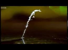 Image result for Archer Fish