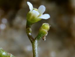 Image result for Subularia monticola