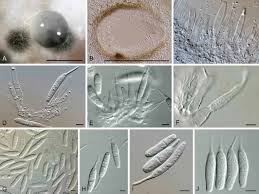 Image result for Macrotyloma daltonii