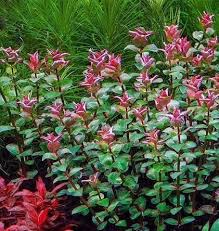 Image result for Rotala tenella