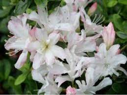 Azalea Honey Bunch Azaleas Organic Soil Plants
