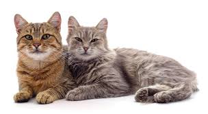 Put out fragrances that keep cats away. Will Bleach Keep Cats Away