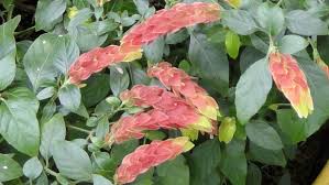 A raceme composed of brightly colored they don't always look very shrimpy and i've never seen any butterflies on them but for as long as i can remember these flowers have been cheerfully blooming for all to enjoy. Justicia Brandegeeana Wassh L B Sm Colombian Plants Made Accessible