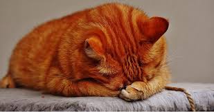 Do Cats Cry A Guide To Cat Tars And What They Mean Cat Care Cat Crying Cat Having Kittens