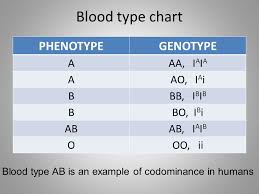 More Punnett Squares Ppt Video Online Download