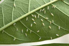 Left unchecked, tomato pests can inflict lots of damage to your tomato plants and even destroy them. 6 Ways To Banish White Bugs On Tomato Plants Home Garden Vegetables