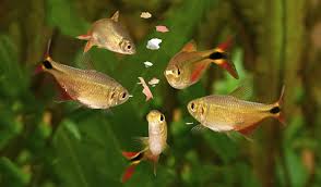 9 Signes Qui Montrent Que Vous Nourrissez Trop Vos Poissons