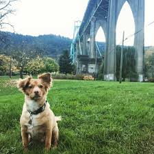 I am very busy and don…. Happy National Puppy Day Oregon Humane Society