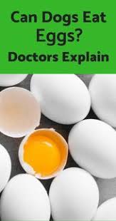 Can Dogs Eat Eggs Raw Boiled Or Scrambled Doctors Explain Can Dogs Eat Eggs Can Dogs Eat Raw Dog Food Recipes