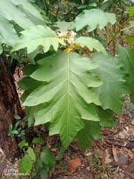 Image result for Solanum chrysotrichum