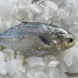 How much does pompano fish cost?