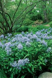 Arkansas blue star is low maintenance as well as resistant to deer and drought. Bluestar A Native Plant For The Masses Finegardening