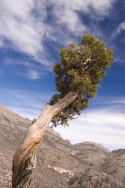 Image result for Juniperus