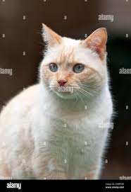 Tabby mix hi-res stock photography and images