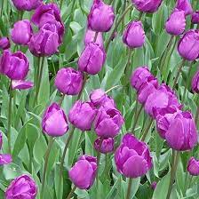 Pin On Amazing Flowers And Gardens
