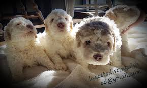 Search purebred lagotto romagnolo dogs and puppies for sale. Your Lagotto Puppy Puppies Lagotto Romagnolo Rare Breed