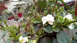 Better Blooming Tips For Gandhraj Gardenia In Hindi Urdu Youtube